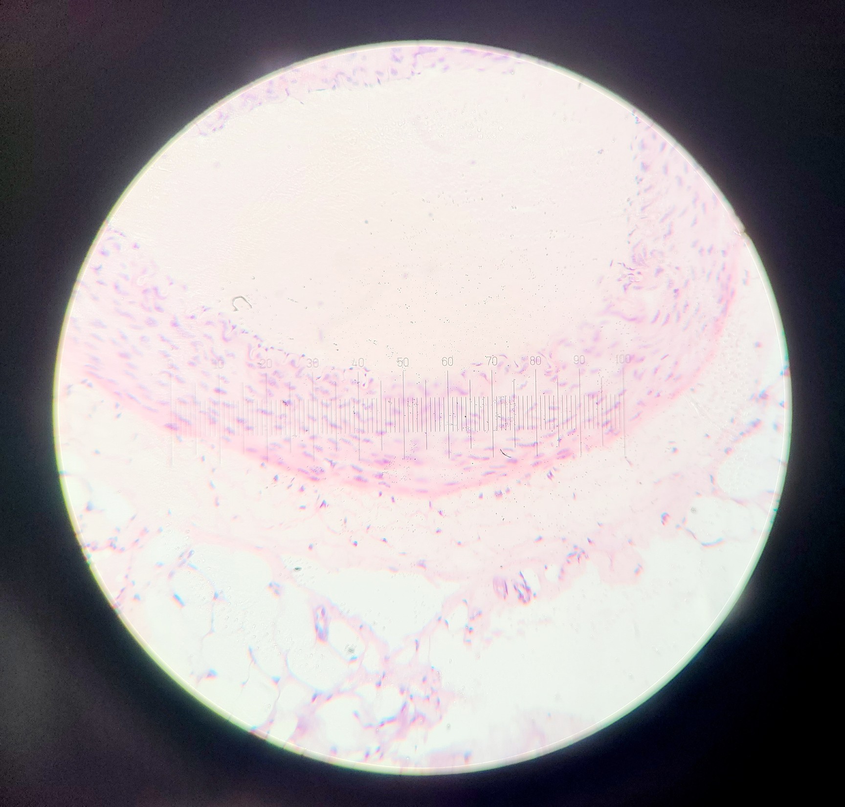 Image of Olympus BH-2 Compound Microscope w/ 5x Objectives DPlan SPlan A10PL Lab
