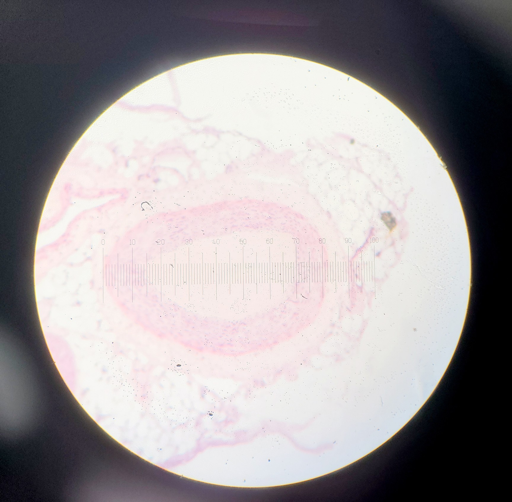 Image of Olympus BH-2 Compound Microscope w/ 5x Objectives DPlan SPlan A10PL Lab
