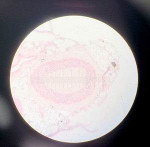 Thumbnail image of Olympus BH-2 Compound Microscope w/ 5x Objectives DPlan SPlan A10PL Lab