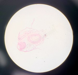 Thumbnail image of Olympus BH-2 Compound Microscope w/ 5x Objectives DPlan SPlan A10PL Lab