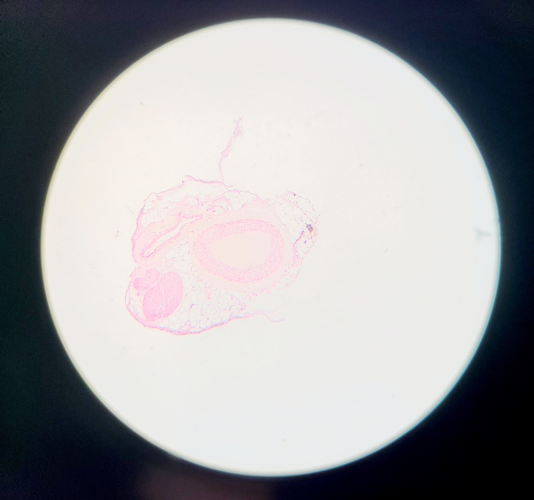 Image of Olympus BH-2 Compound Microscope w/ 5x Objectives DPlan SPlan A10PL Lab