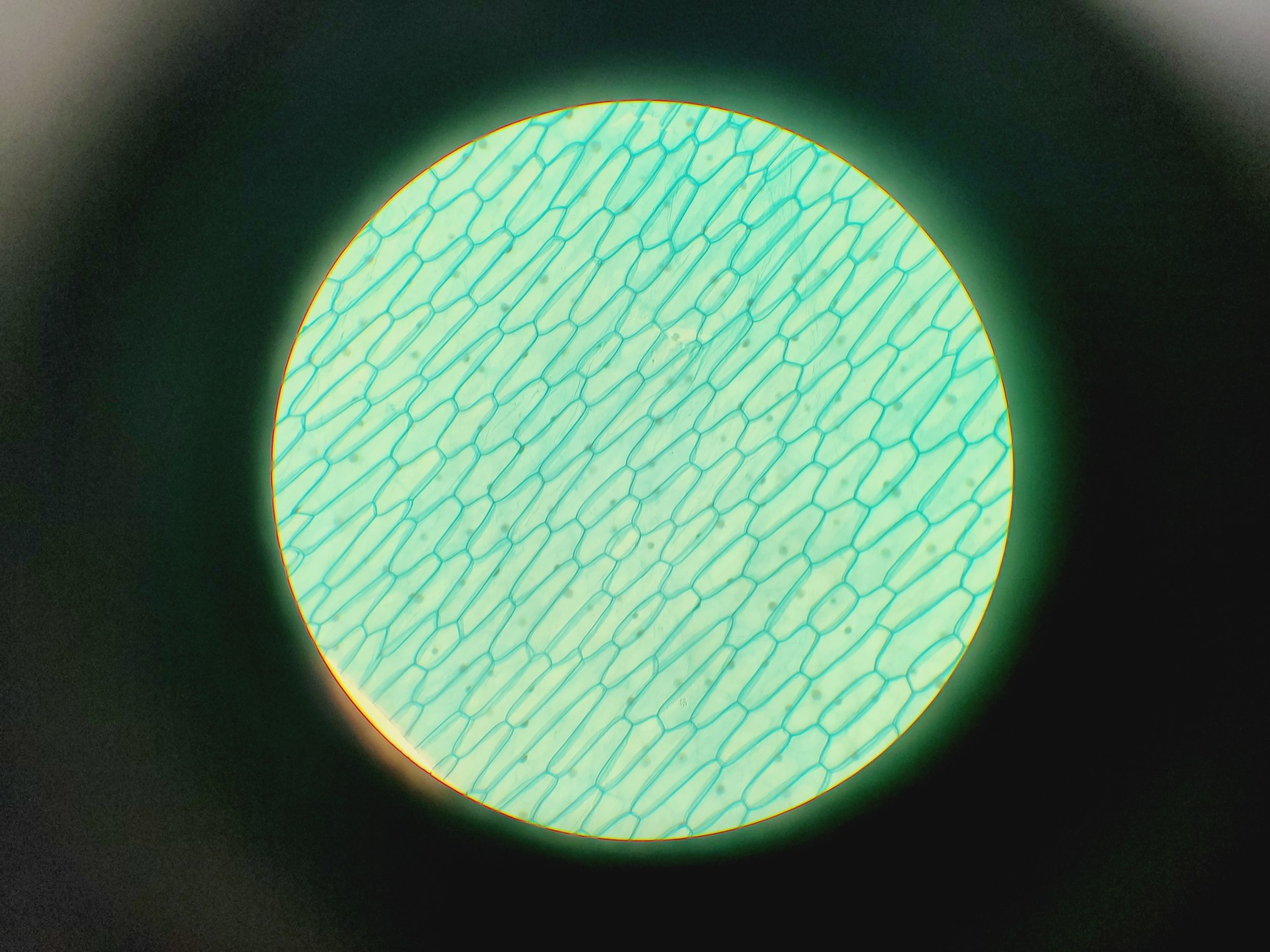 Image of Nikon Labophot-2 Trinocular Compound Microscope W/ 4 x Objectives