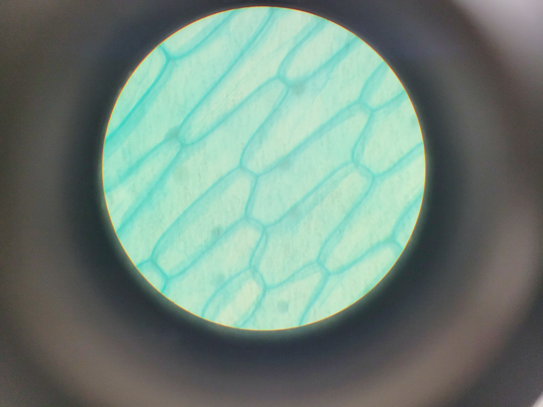 Image of Nikon Labophot-2 Trinocular Compound Microscope W/ 4 x Objectives