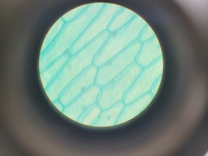 Thumbnail image of Nikon Labophot-2 Trinocular Compound Microscope W/ 4 x Objectives