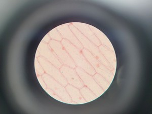 Thumbnail image of Brunel SP550C Comparison Microscope