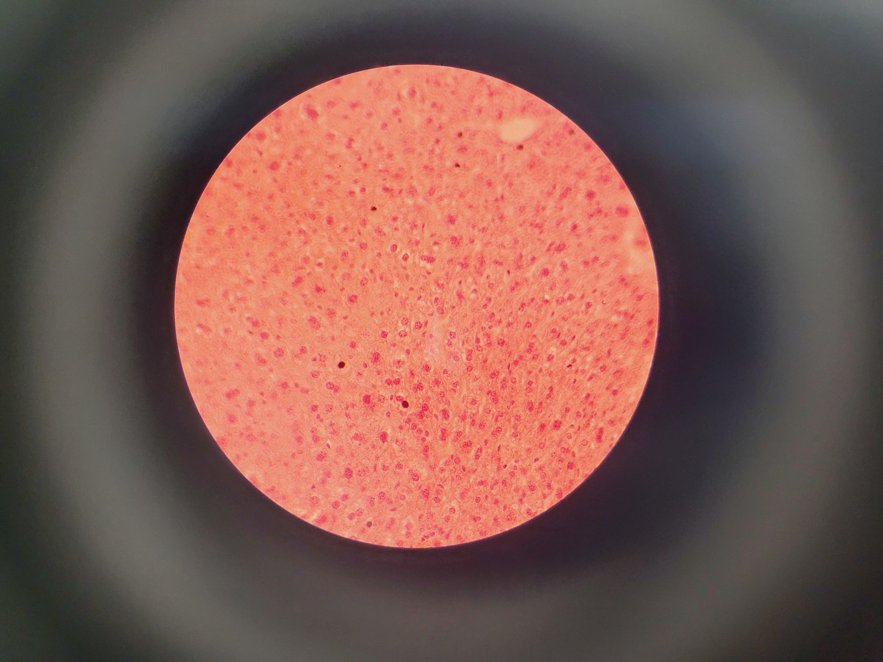 Image of Brunel SP550C Comparison Microscope