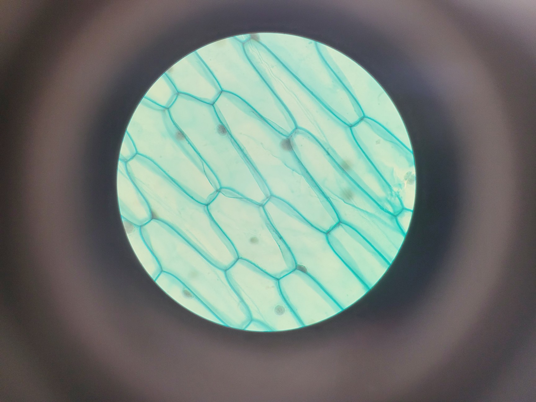 Image of Brunel SP550C Comparison Microscope