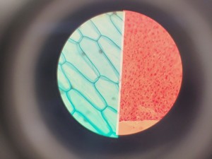 Thumbnail image of Brunel SP550C Comparison Microscope