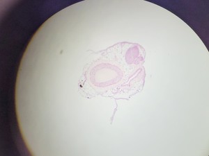 Thumbnail image of Fisher 11350104 Scientific Compound Microscope w/ 4x Objectives