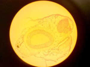 Thumbnail image of Olympus BH-2 Compound Microscope w/ 5x Objectives DPlan SPlan A10PL