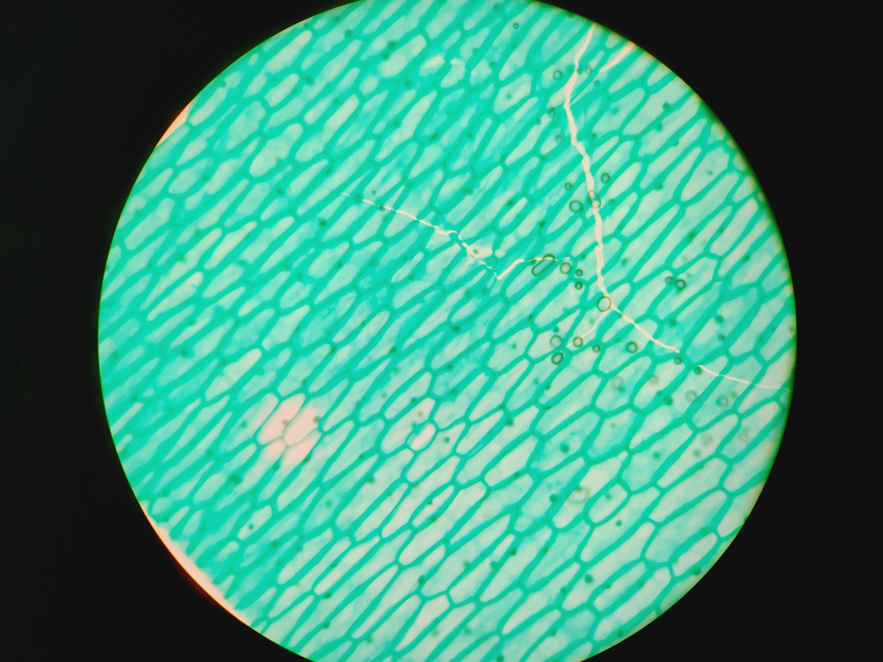 Image of Leica DMRBE Microscope w/ Motorised Stage, Cairn Monoled & QImaging wLS LED