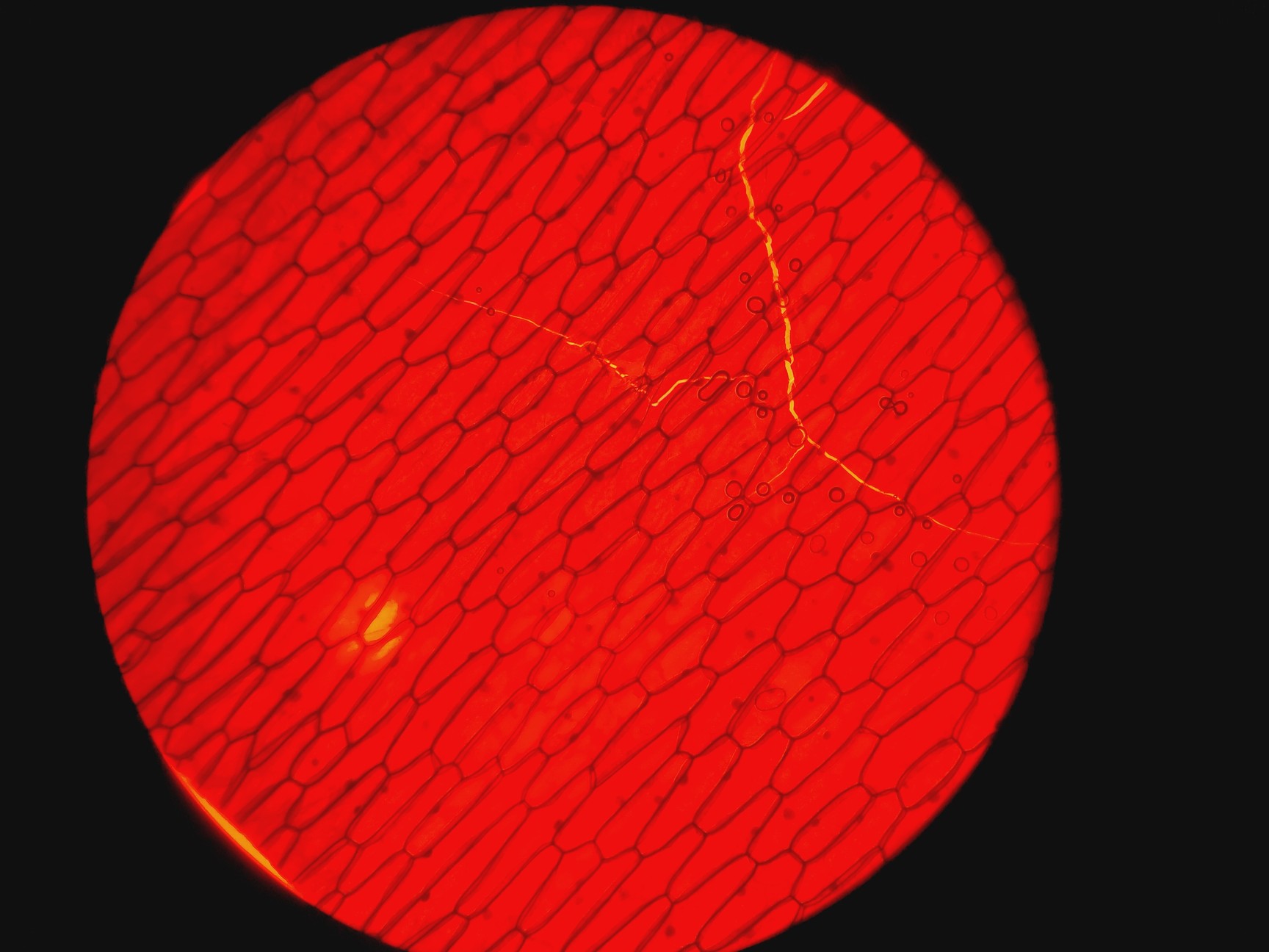 Image of Leica DMRBE Microscope w/ Motorised Stage, Cairn Monoled & QImaging wLS LED