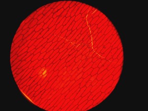 Thumbnail image of Leica DMRBE Microscope w/ Motorised Stage, Cairn Monoled & QImaging wLS LED
