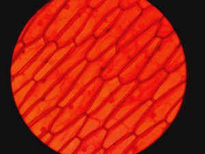 Thumbnail image of Leica DMRBE Microscope w/ Motorised Stage, Cairn Monoled & QImaging wLS LED