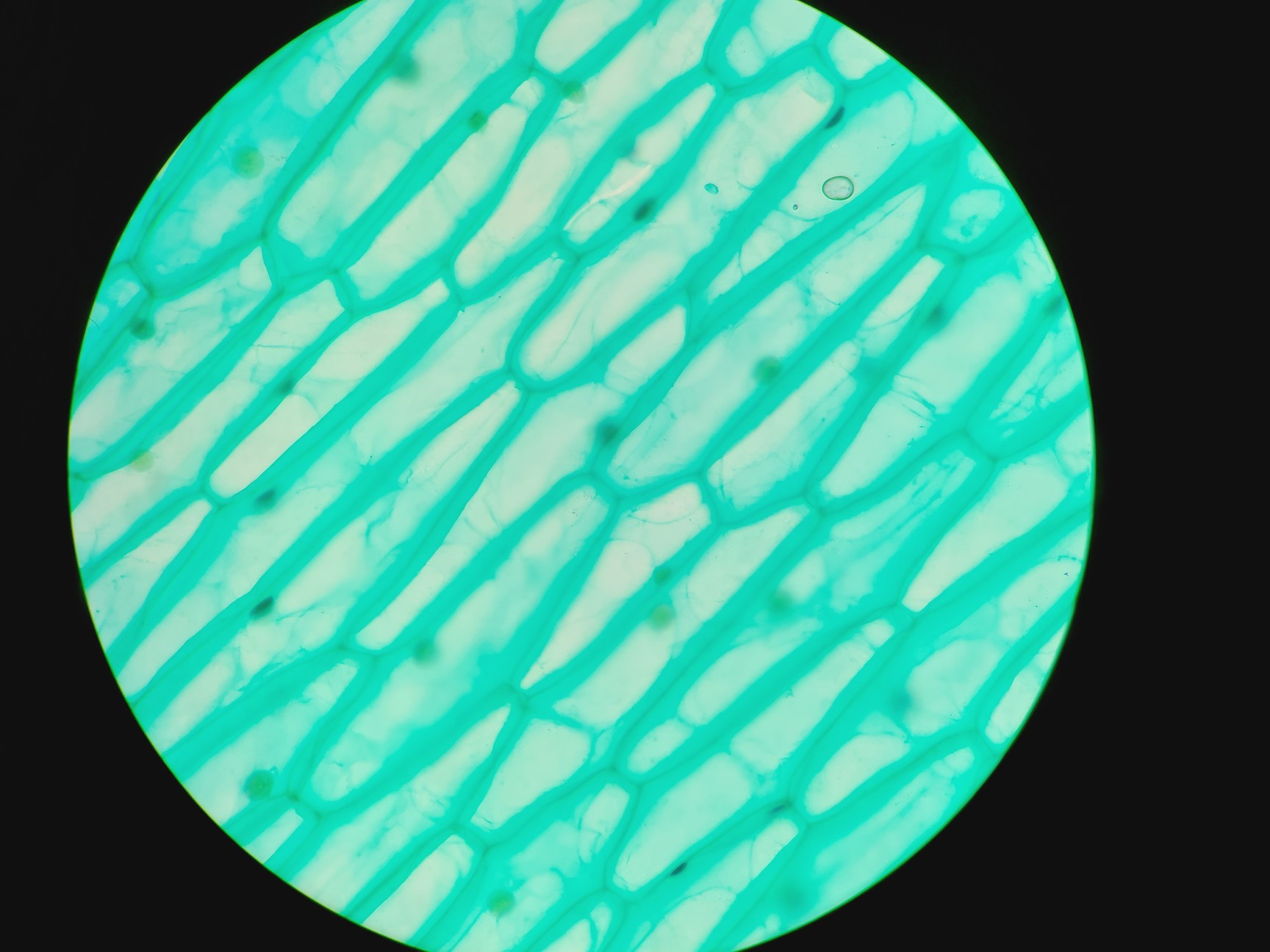 Image of Leica DMRBE Microscope w/ Motorised Stage, Cairn Monoled & QImaging wLS LED