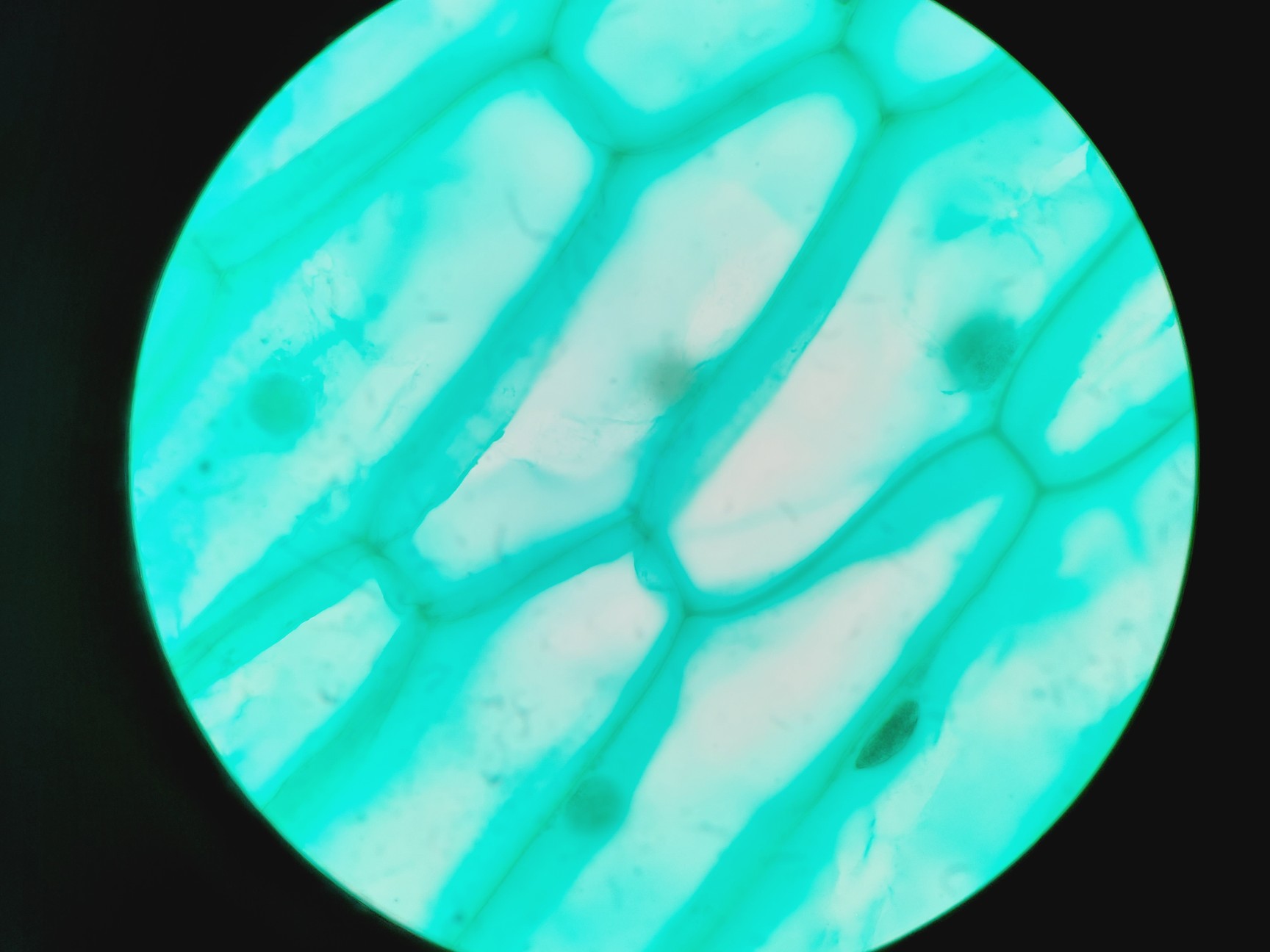 Image of Leica DMRBE Microscope w/ Motorised Stage, Cairn Monoled & QImaging wLS LED