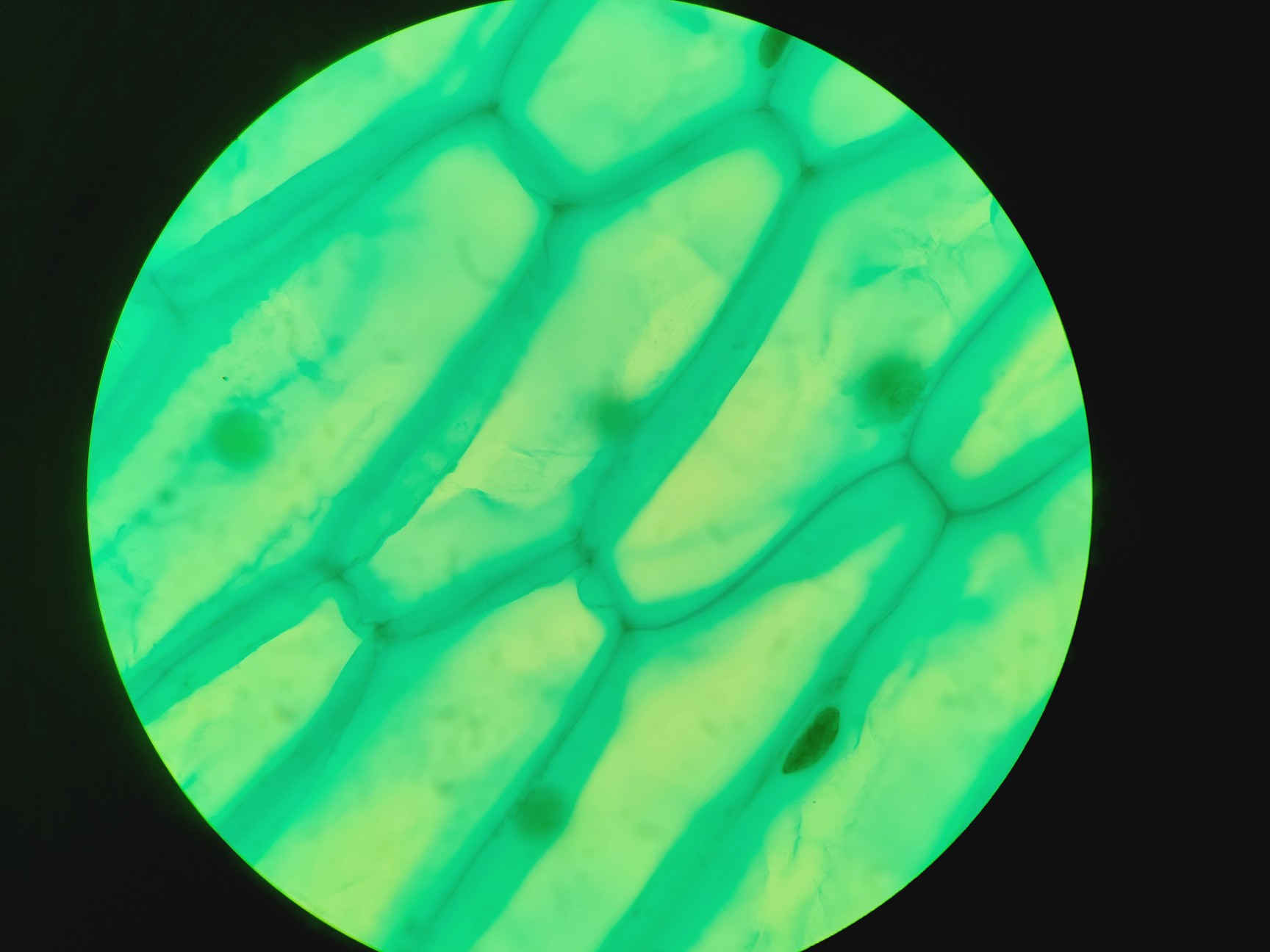 Image of Leica DMRBE Microscope w/ Motorised Stage, Cairn Monoled & QImaging wLS LED