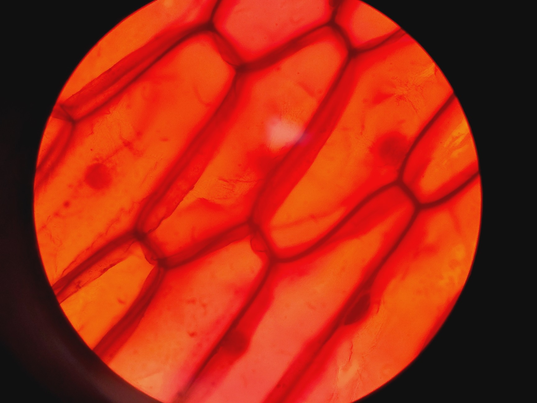 Image of Leica DMRBE Microscope w/ Motorised Stage, Cairn Monoled & QImaging wLS LED