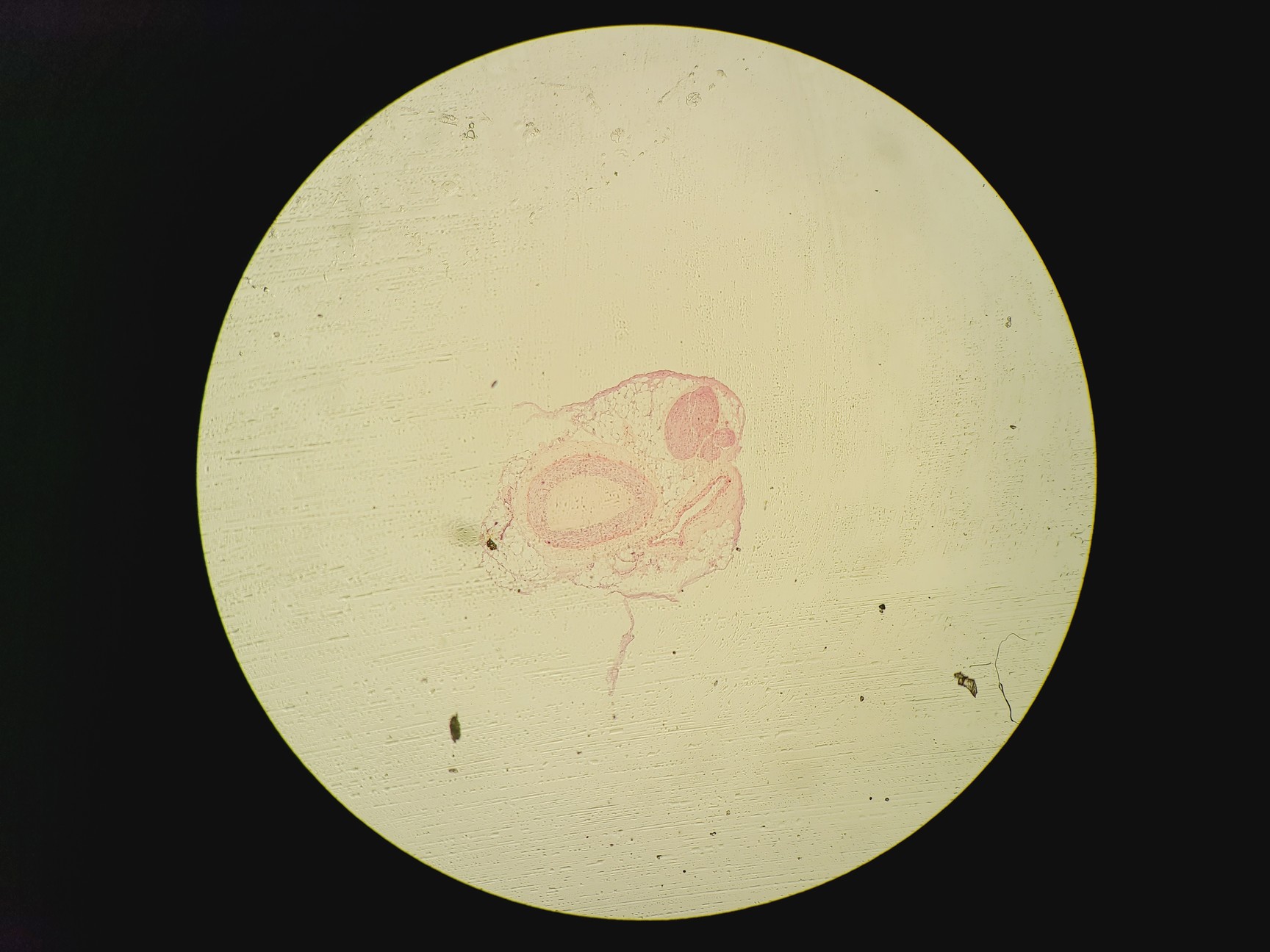 Image of Olympus BX51 Fluorescence Microscope w/ CoolLED pE-300 Illumination Unit