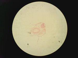 Thumbnail image of Olympus BX51 Fluorescence Microscope w/ CoolLED pE-300 Illumination Unit