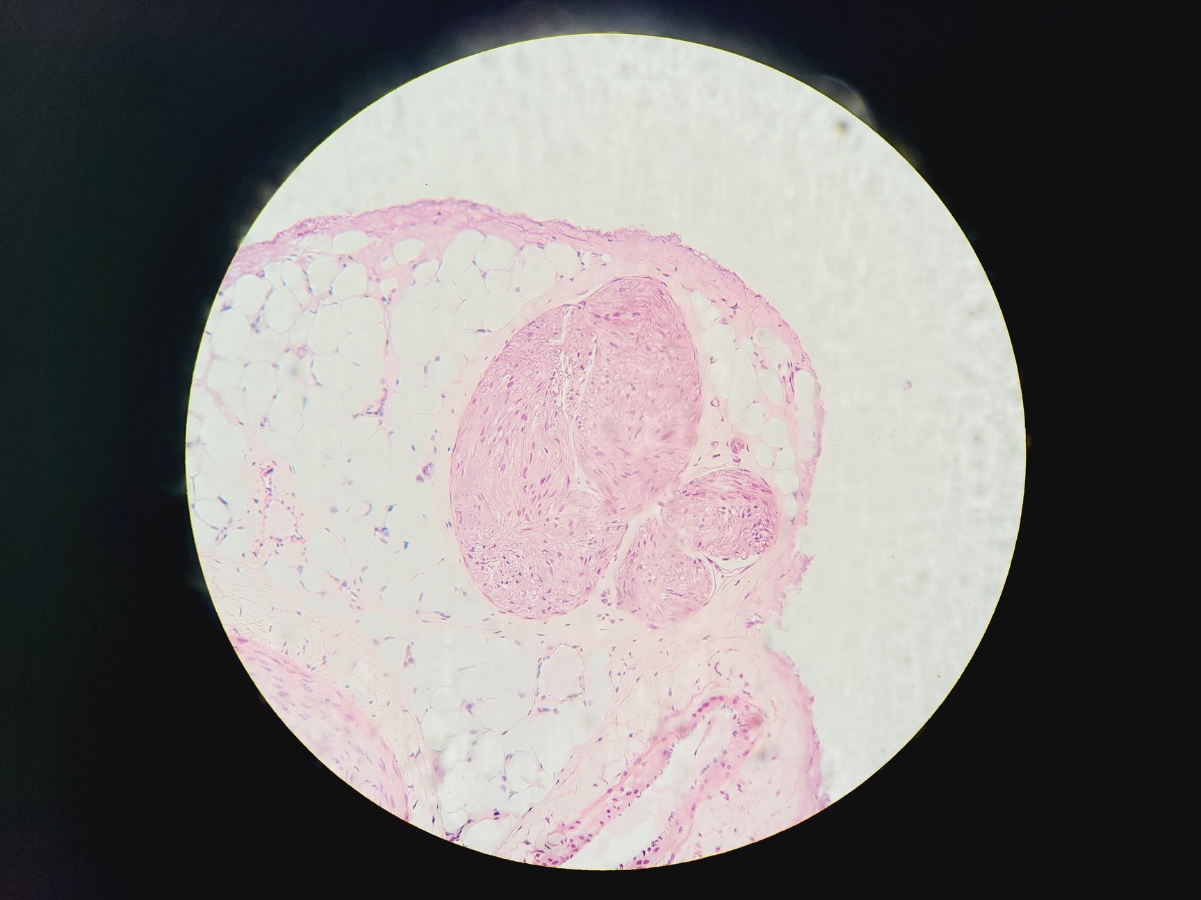 Image of Olympus BX51 Fluorescence Microscope w/ CoolLED pE-300 Illumination Unit