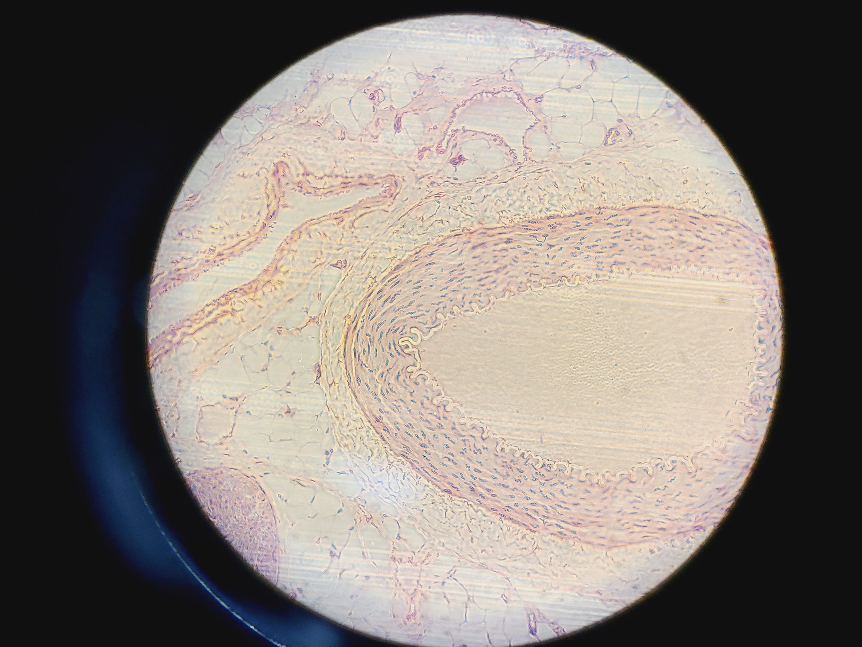 Image of Olympus IX71 Inverted Fluorescence Microscope w/ TH4-200, Lumen200 & Retiga 2000
