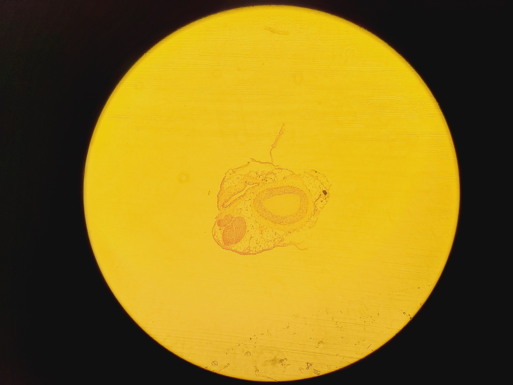 Image of Olympus IX71 Inverted Fluorescence Microscope w/ TH4-200, Lumen200 & Retiga 2000