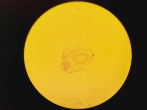 Thumbnail image of Olympus IX71 Inverted Fluorescence Microscope w/ TH4-200, Lumen200 & Retiga 2000