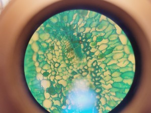 Thumbnail image of Optika XDS-2 Inverted Microscope Lab