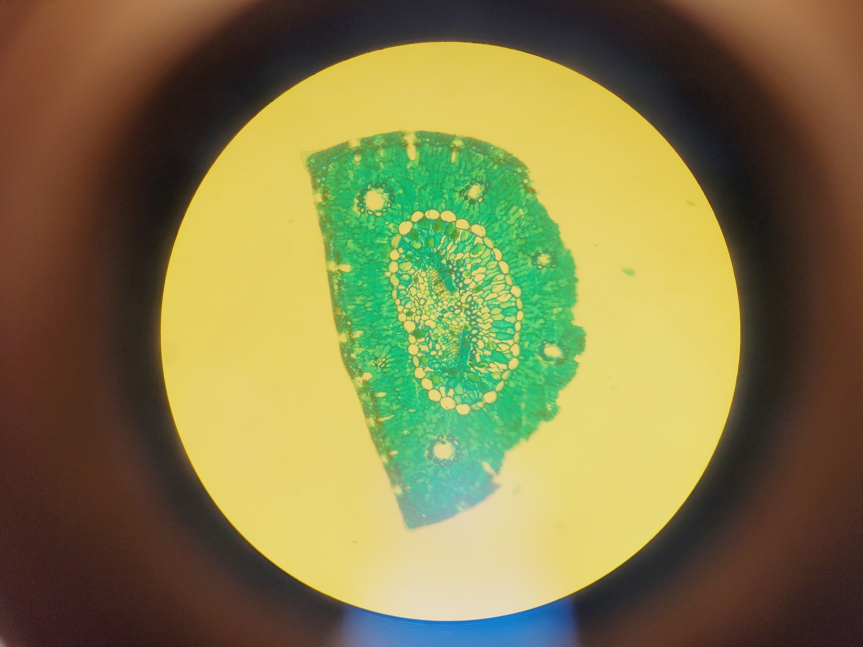 Image of Optika XDS-2 Inverted Microscope Lab