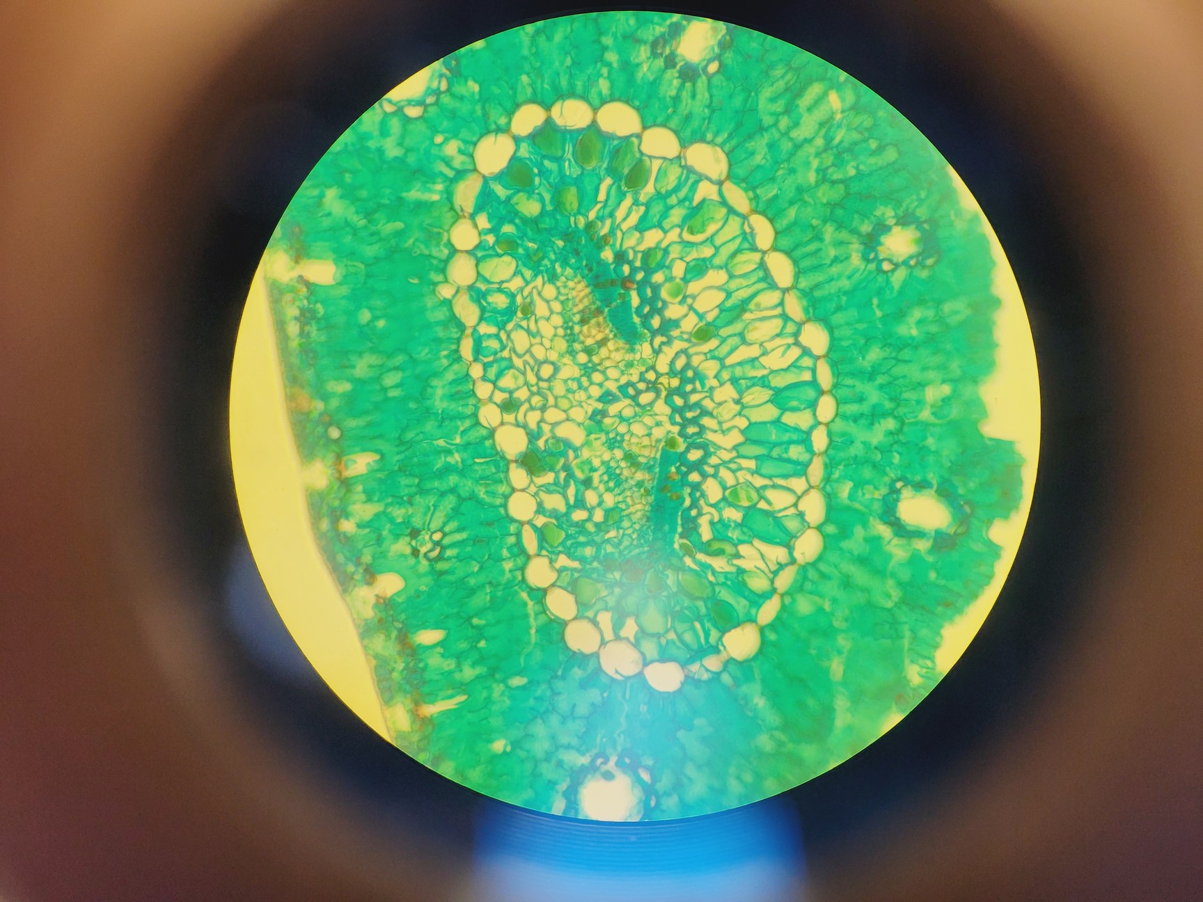 Image of Optika XDS-2 Inverted Microscope Lab