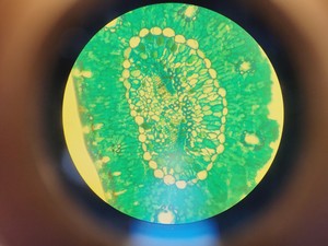 Thumbnail image of Optika XDS-2 Inverted Microscope Lab