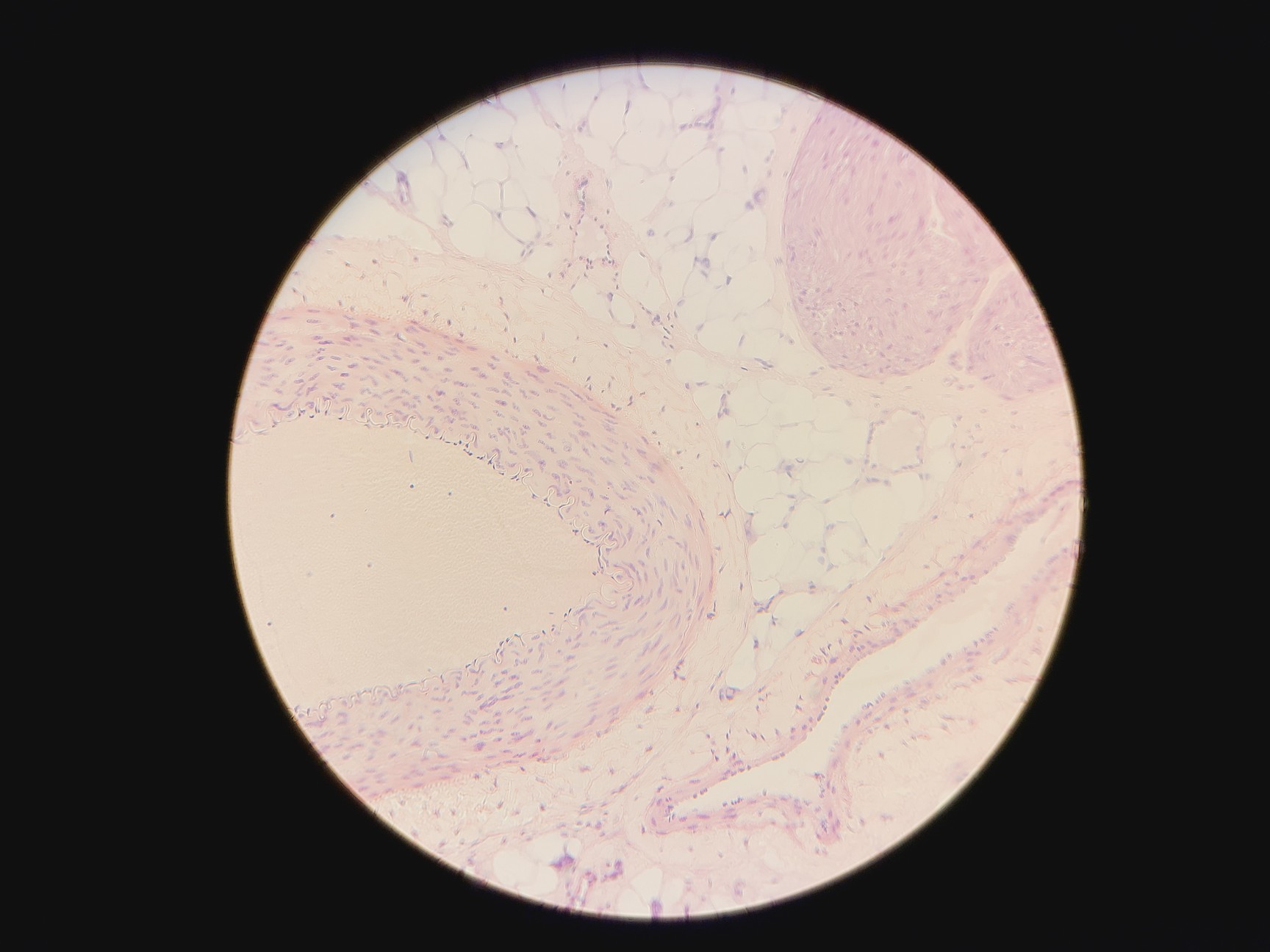 Image of Leica DMLM Microscope w/ Renishaw MS Encoded Stage 100 nm