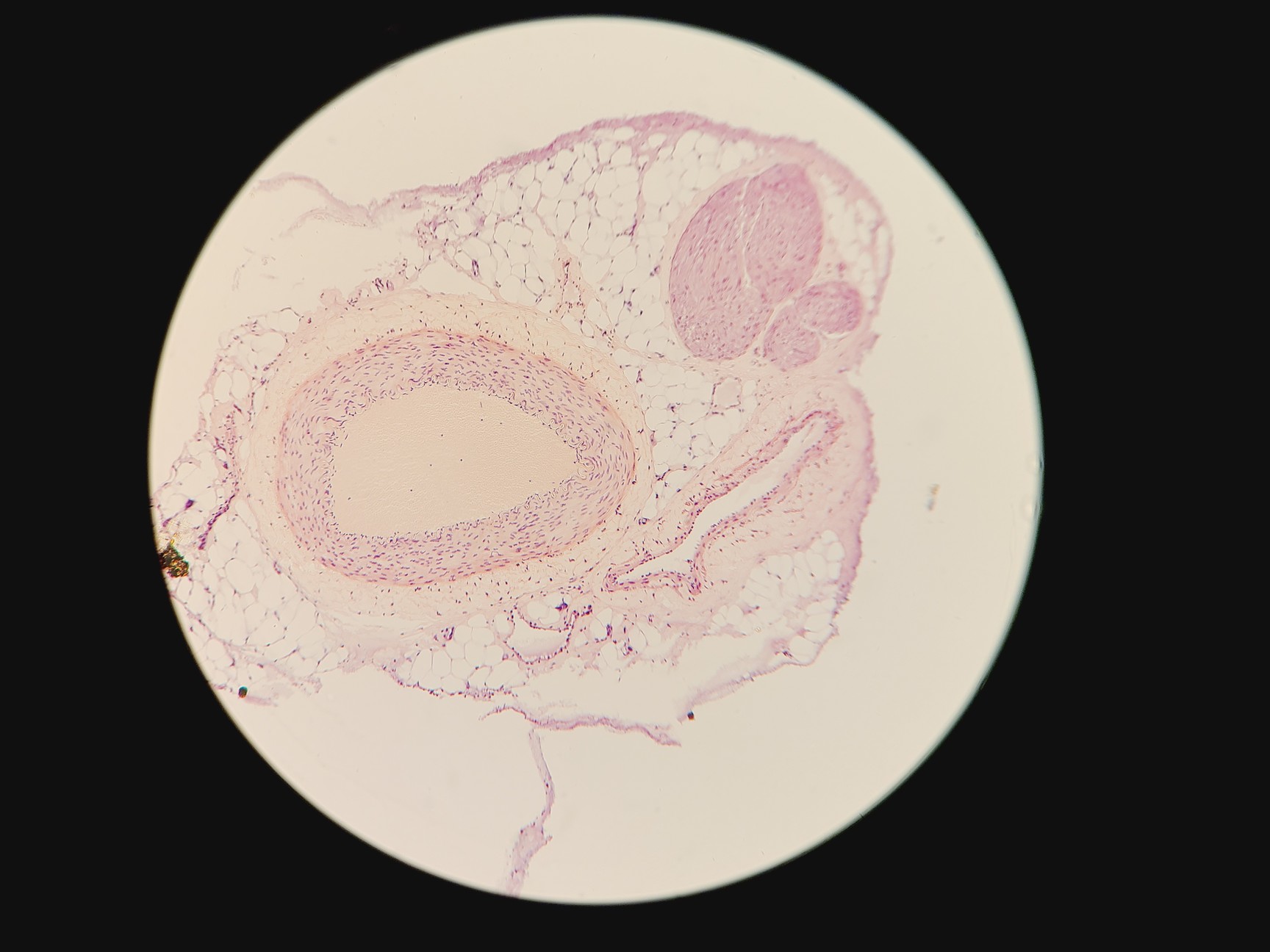 Image of Leica DMLM Microscope w/ Renishaw MS Encoded Stage 100 nm