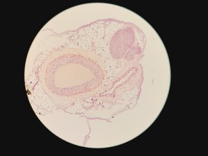 Thumbnail image of Leica DMLM Microscope w/ Renishaw MS Encoded Stage 100 nm