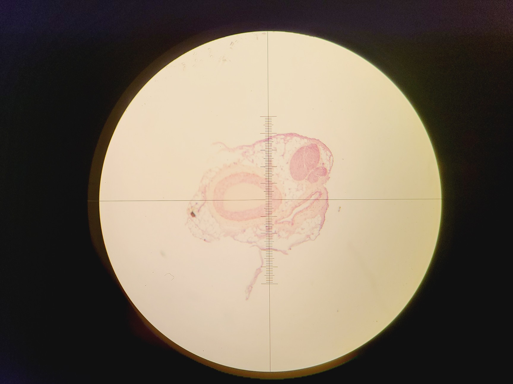 Image of Leica DMLM Microscope w/ Renishaw MS Encoded Stage 100 nm