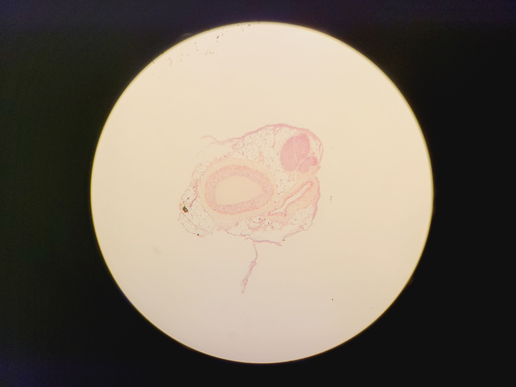 Image of Leica DMLM Microscope w/ Renishaw MS Encoded Stage 100 nm