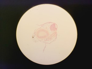 Thumbnail image of Leica DMLM Microscope w/ Renishaw MS Encoded Stage 100 nm