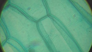 Thumbnail image of Brunel SP-400 Compound Microscope W/ Toupcam XCAMLITE4K8MPA-mini 4K Camera