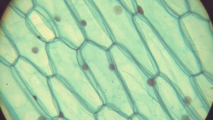 Thumbnail image of Brunel SP-400 Compound Microscope W/ Toupcam XCAMLITE4K8MPA-mini 4K Camera