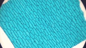 Thumbnail image of Brunel SP-400 Compound Microscope W/ Toupcam XCAMLITE4K8MPA-mini 4K Camera