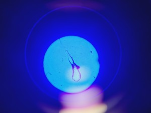 Thumbnail image of Leica DMIL LED Fluo Microscope w/ DFC7000 T Camera, EL6000 Light & PC Setup