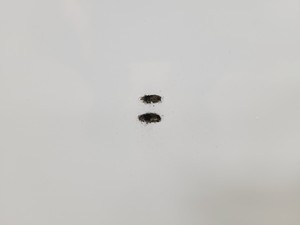 Thumbnail image of Coolmed CMS300 Medical/Pharmacy Refrigerator