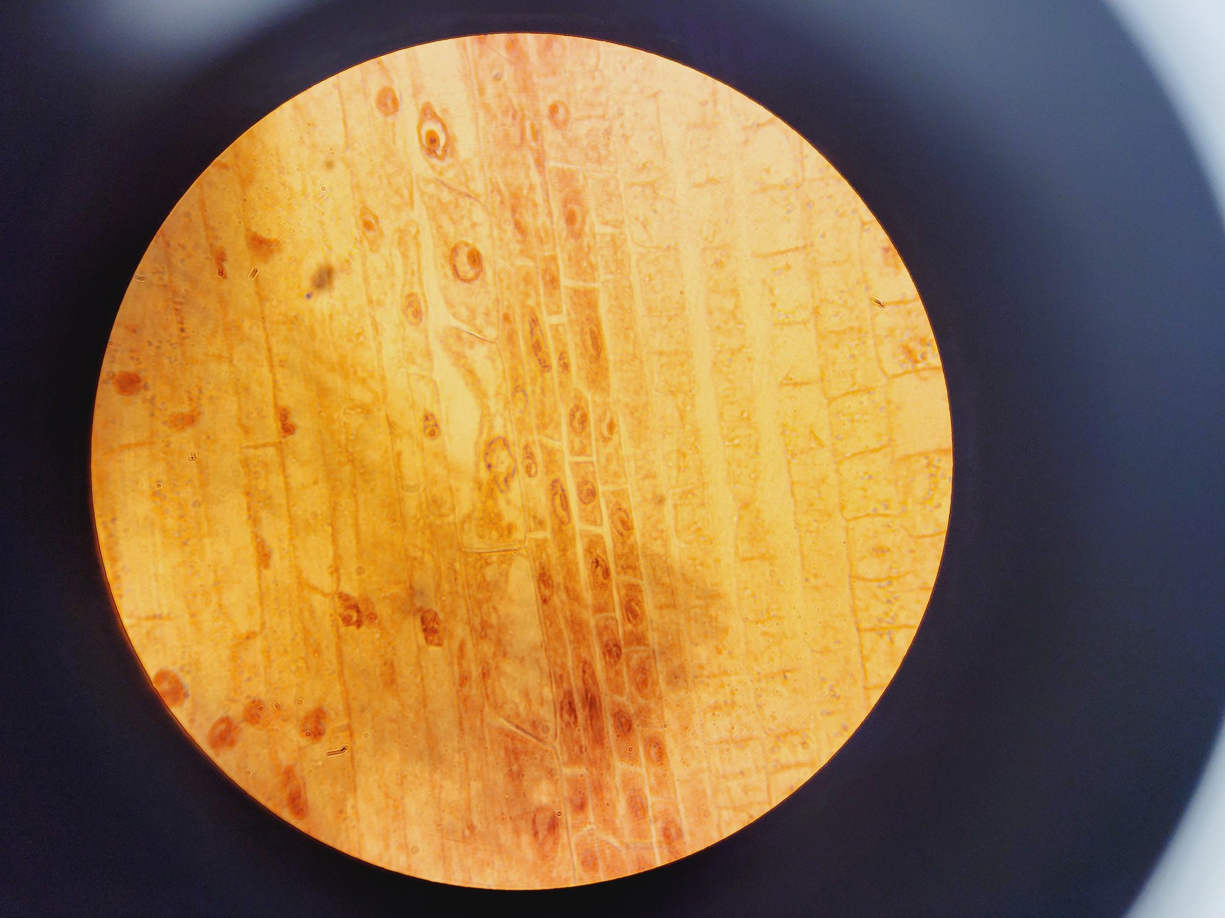 Image of Olympus BX50F4 Compound Microscope w/ UVFL 100 1.30 oil 160/0.17 Lab