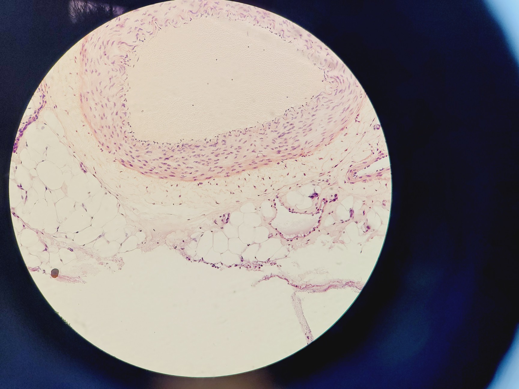 Image of Nikon Eclipse Ni-U Compound Microscope w/ 6 x Objectives 2/4/10/20/40/100x Lab