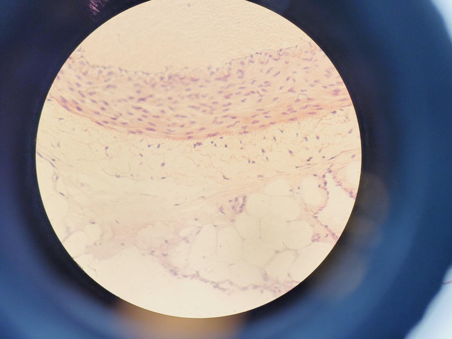 Image of Nikon Eclipse Ni-U Compound Microscope w/ 6 x Objectives 2/4/10/20/40/100x Lab