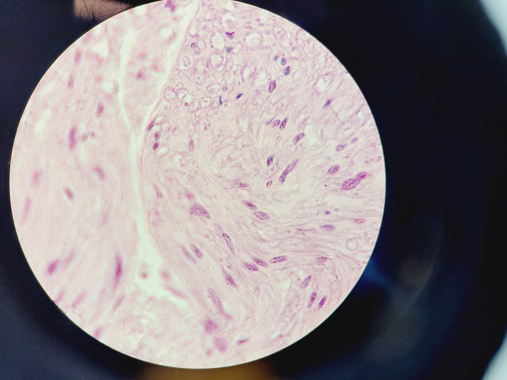 Image of Nikon Eclipse Ni-U Compound Microscope w/ 6 x Objectives 2/4/10/20/40/100x Lab