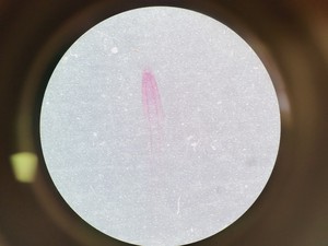 Thumbnail image of Leica M60 Stereo Microscope, CLS 150 X Light Source, & MPS 60 Interface Panel