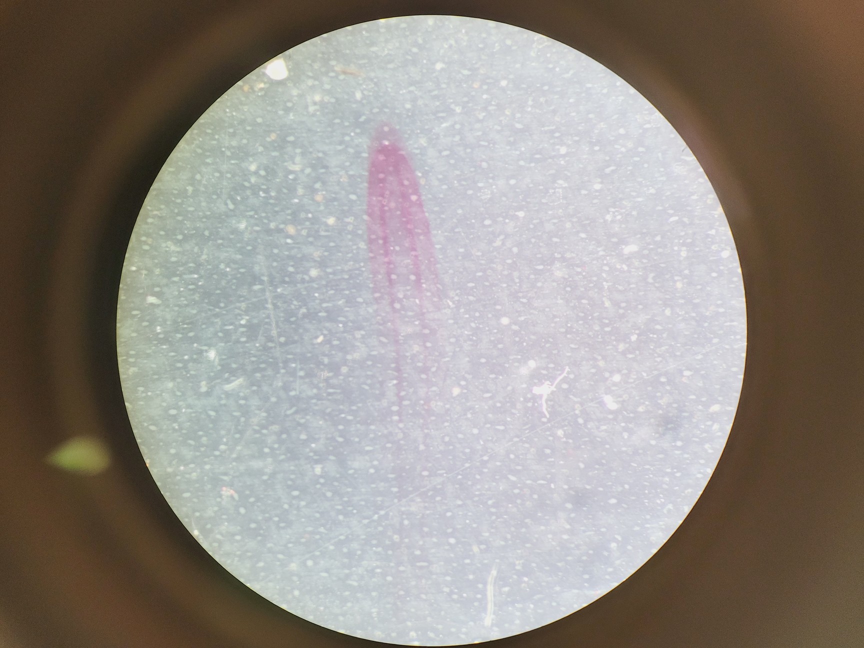 Image of Leica M60 Stereo Microscope, CLS 150 X Light Source, & MPS 60 Interface Panel