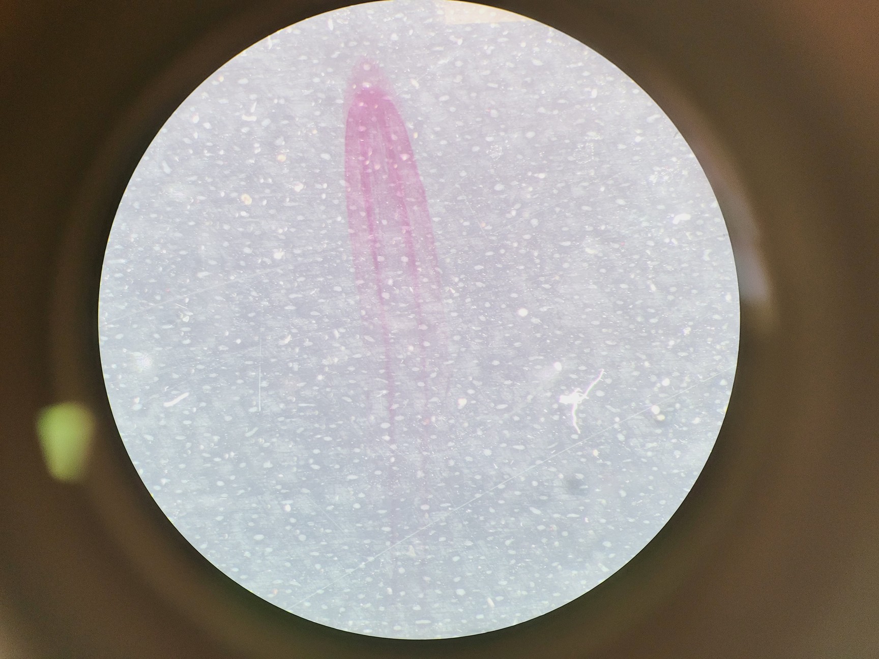 Image of Leica M60 Stereo Microscope, CLS 150 X Light Source, & MPS 60 Interface Panel